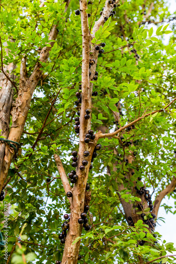 This tree is a Brazilian grape tree. This tree is a Brazilian grape tree.