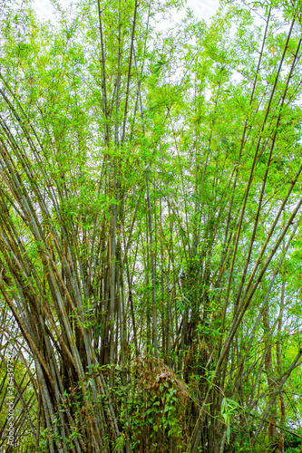 This tree is a lot of bamboo trees. 