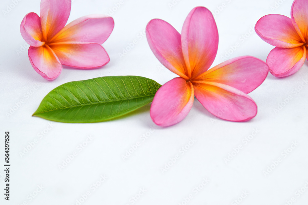 Beautiful tropical frangipani (plumeria) flowers and leaves isolated on white background Beautiful tropical frangipani (plumeria) flowers and leaves isolated on white background