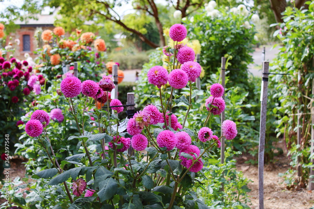flowers in adelaide botanic garden flowers in adelaide botanic garden