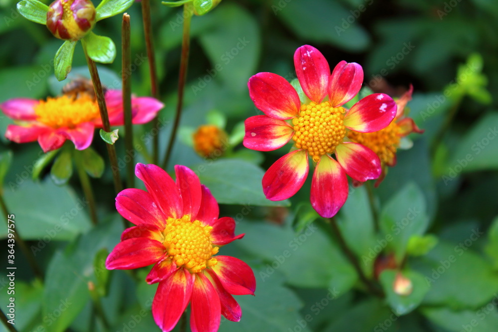 red and yellow flowers red and yellow flowers