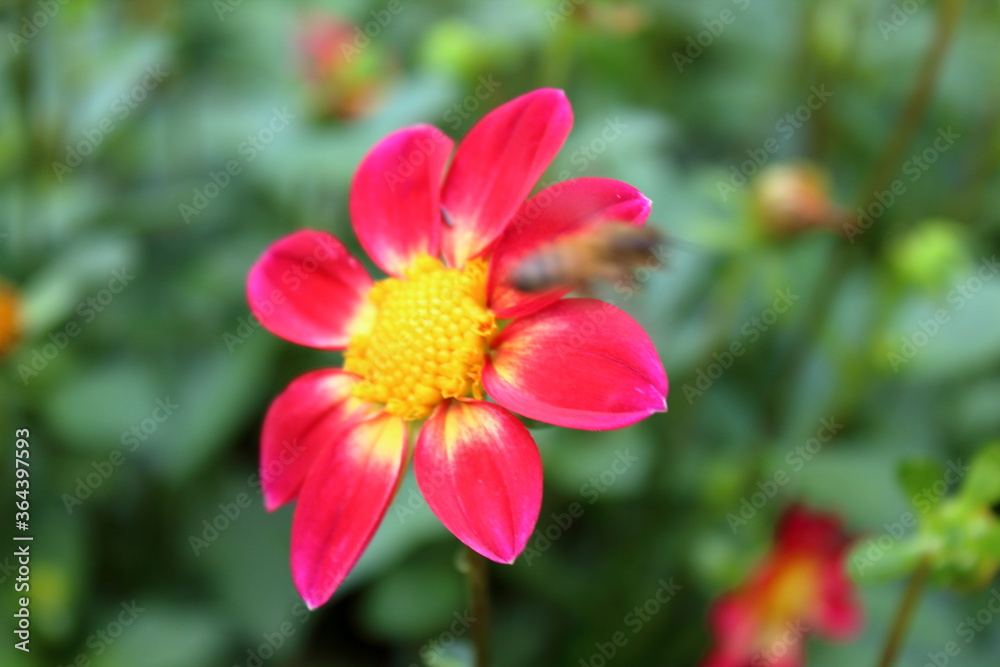 red flower red flower