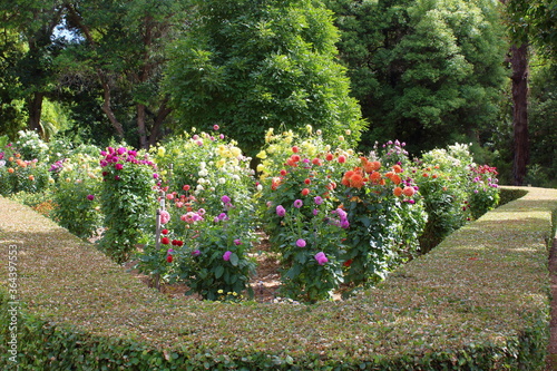 Fototapeta Naklejka Na Ścianę i Meble -  flowers in adelaide botanic garden