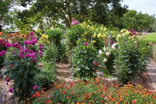 Fototapeta Naklejka Na Ścianę i Meble -  flowers in adelaide botanic garden