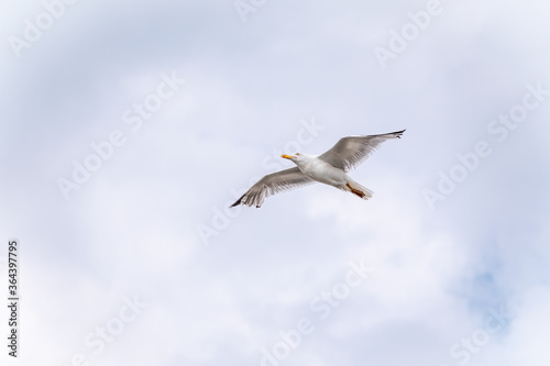 Sea gull in the clear blue sky. The European herring gull