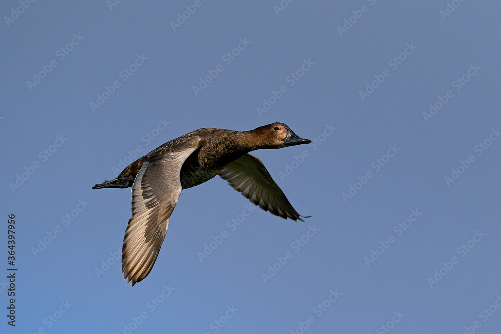 Fototapeta premium Common pochard (Aythya ferina) in flight