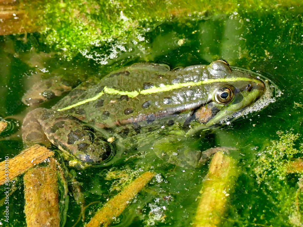 common water frog in a pond in Germany common water frog in a pond in Germany