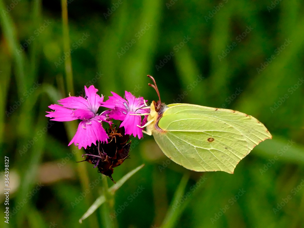 brimstone butterfly on a flower of Carthusian Pink brimstone butterfly on a flower of Carthusian Pink