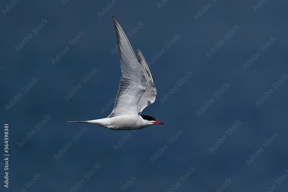 Obraz premium Common tern (Sterna hirundo)