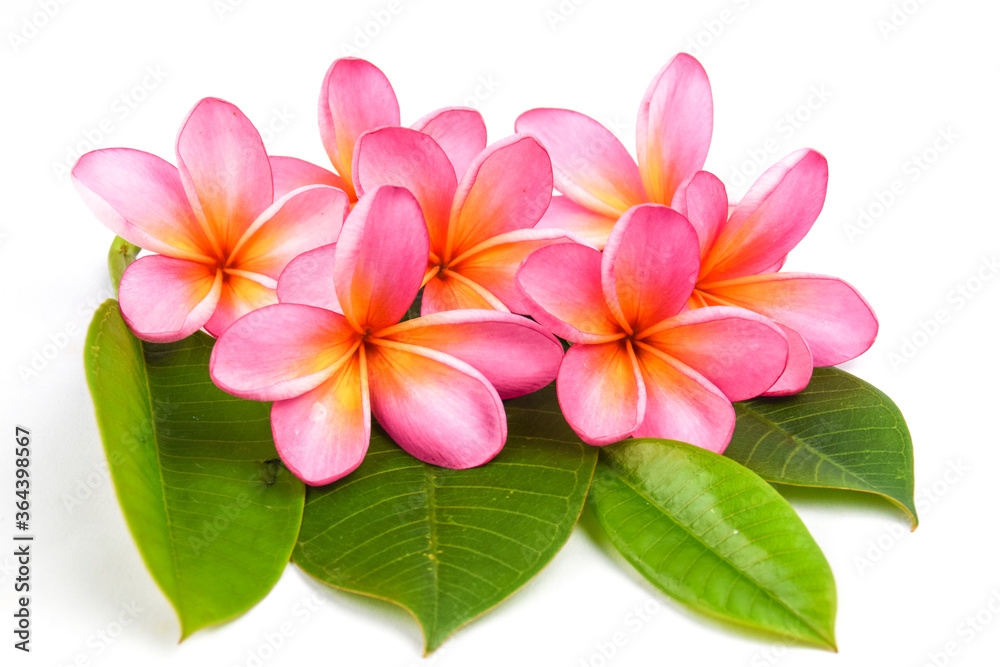 Obraz premium Beautiful tropical frangipani (plumeria) flowers and leaves isolated on white background