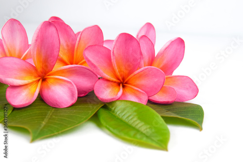 Beautiful tropical frangipani (plumeria) flowers and leaves isolated on white background