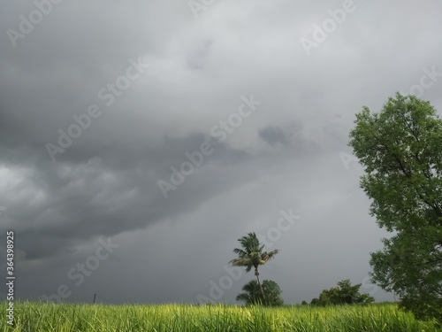 Storm clouds over the sugarcane farm,coconut tree moving due to wind in rainy days in Maharashtra.