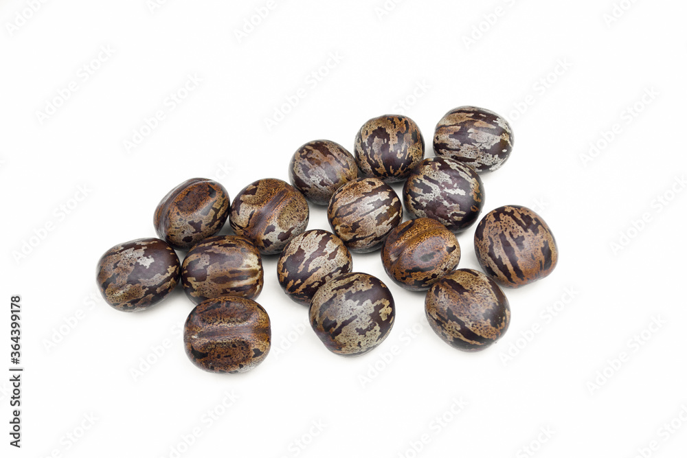 Hevea brasiliensis seed isolated on white background. Hevea brasiliensis seed isolated on white background.