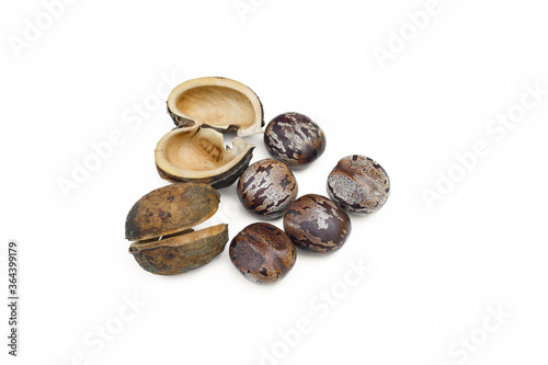 Hevea brasiliensis seed isolated on white background.