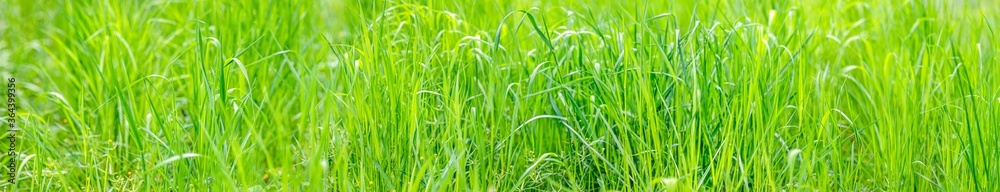 fresh green grass on meadow, closeup view. summer background. wide angle panorama fresh green grass on meadow, closeup view. summer background. wide angle panorama