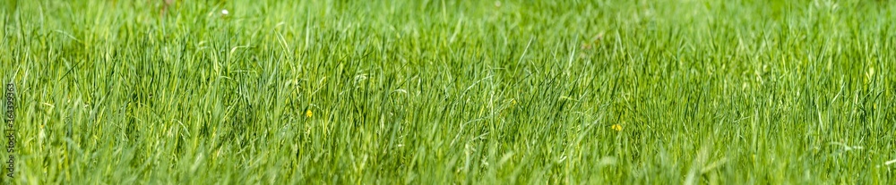 beautiful panoramic nature background with green grass in sunny summer day beautiful panoramic nature background with green grass in sunny summer day
