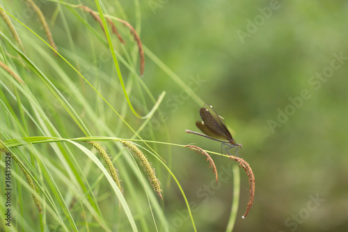 A dragonfly with brown wings rests on a spikelet on a green grassy background.