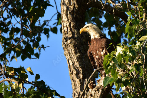 Bald Eagle (Haliaeetus leucocephalus) photo