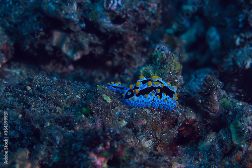 nudibranch molusk underwater photo / sea macro under water