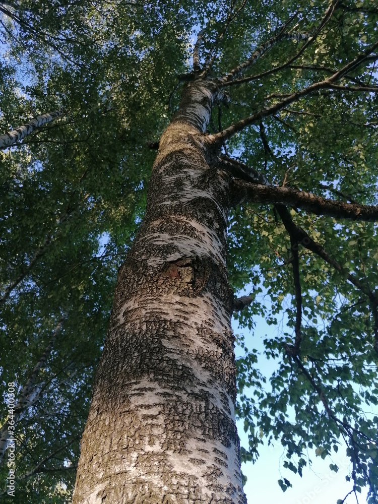 Fototapeta premium tree in the forest