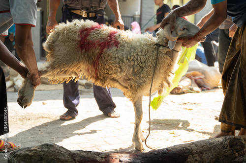 Foto goats as sacrificial animals held by many people for safe, Eid al-Adha celebrati