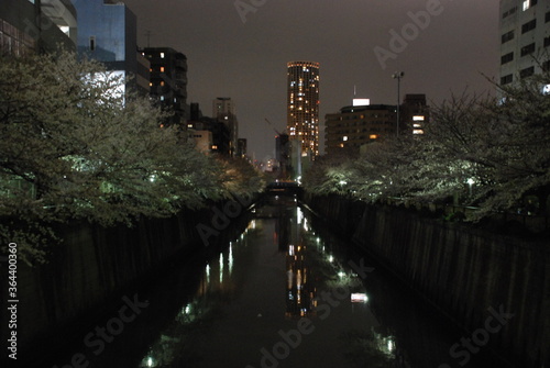 sakura