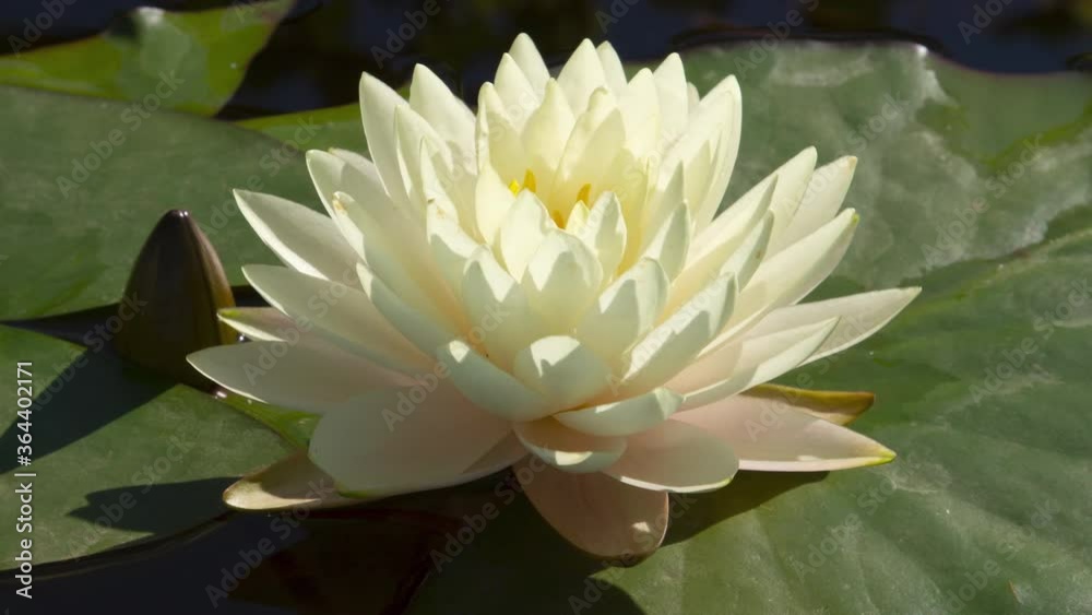 Close-up time lapse of white water lily blooming in pond. Lotus flower head fast opening in timelapse. Nymphaea aquatic plant blossom stages.