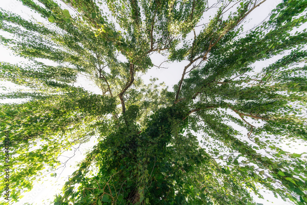 Obraz premium Baumkrone einer Weide