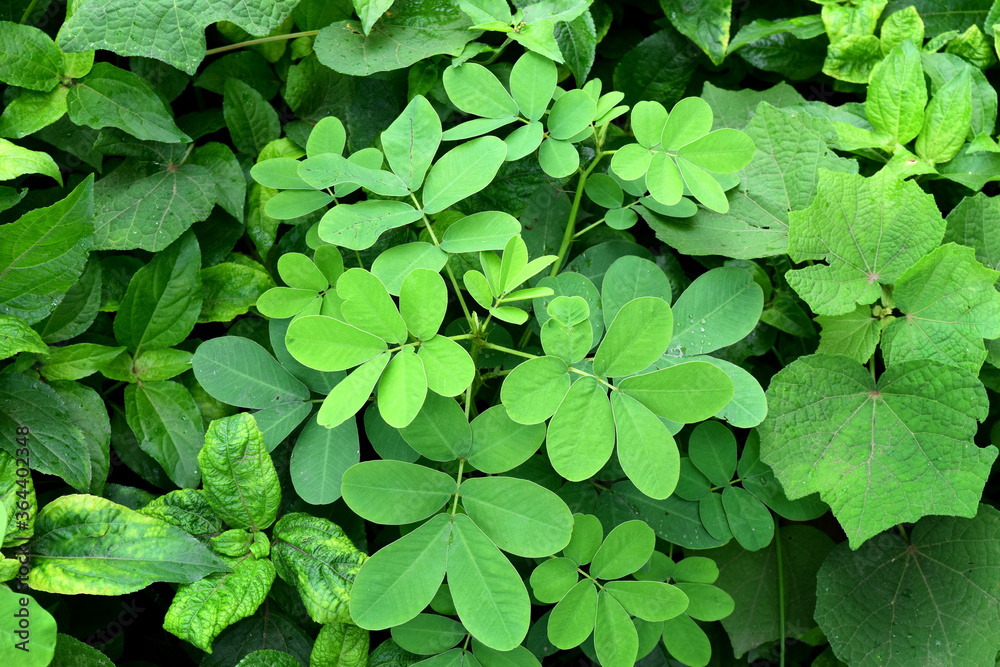 green leaves background and textures in nature green leaves background and textures in nature