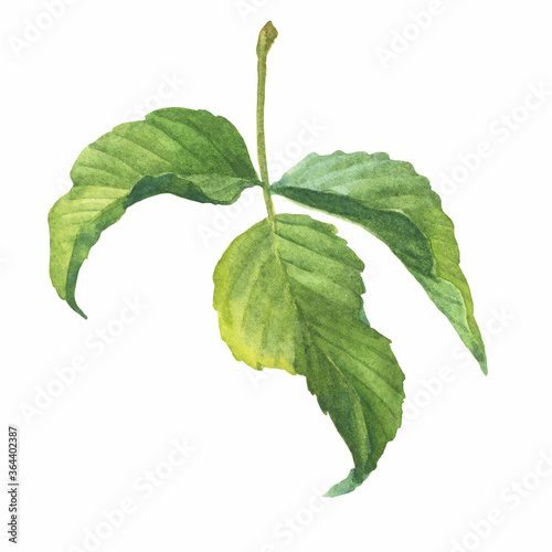 Leaves of Pequi tree or 
