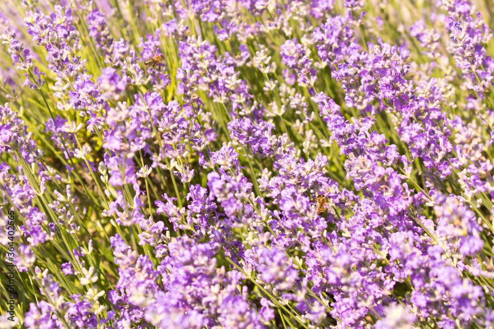 Blooming lavender summer day close-up. Selective focus. Blooming lavender summer day close-up. Selective focus.