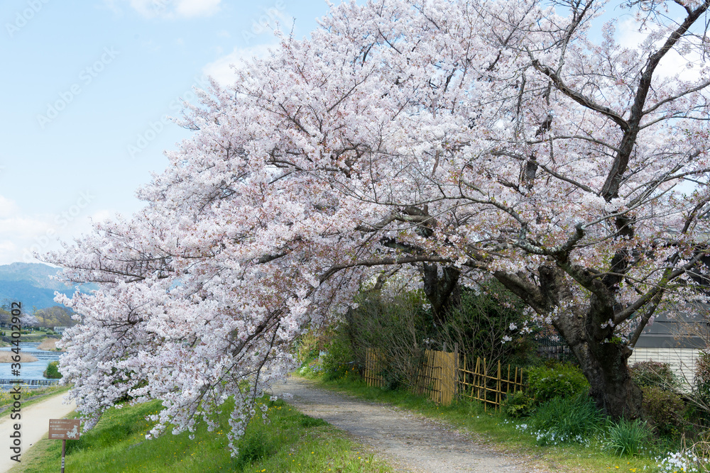 Cherry blossoms on Riverbank of the Kamo River (Kamo-gawa) in Kyoto, Japan. The riverbanks are popular walking spots for residents and tourists. Cherry blossoms on Riverbank of the Kamo River (Kamo-gawa) in Kyoto, Japan. The riverbanks are popular walking spots for residents and tourists.