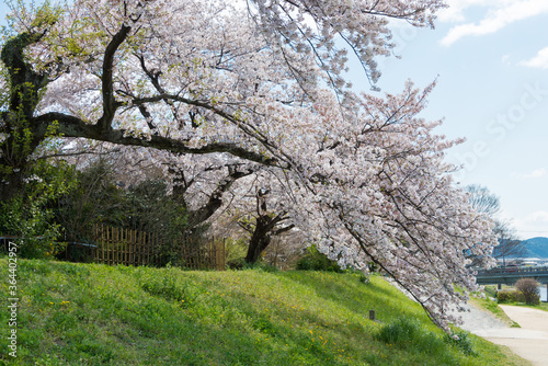 Cherry blossoms on Riverbank of the Kamo River (Kamo-gawa) in Kyoto, Japan. The riverbanks are popular walking spots for residents and tourists.
