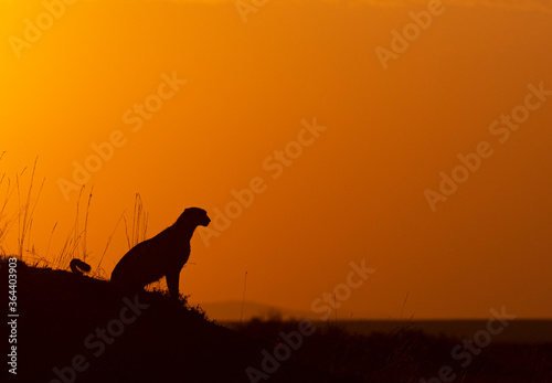 Cheetah Mother on a termite mount during sunrise seen at Masai Mara   Kenya Africa