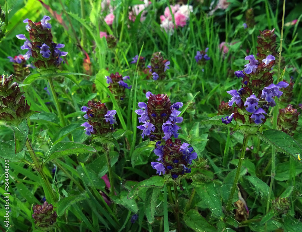 Fototapeta premium fleurs des prés