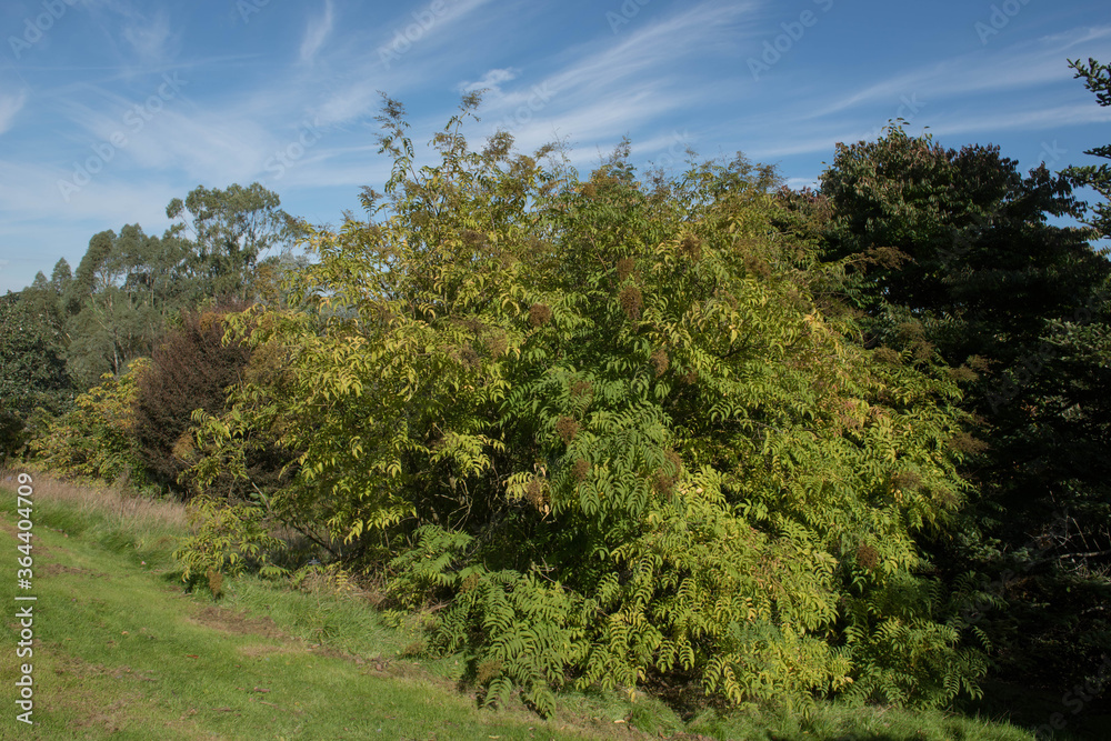 Autumn Foliage of a Himalaya False Spirea or Narrow Leaved Himalayan Sorbaria Shrub (Sorbaria tomentosa var. angustifolia) Growing in a Woodland Garden in Rural Devon, England, UK