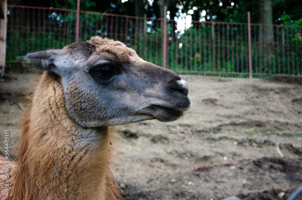 The brown llama looks to the side up close

