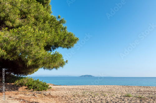 Pine tree at the beach with sun
