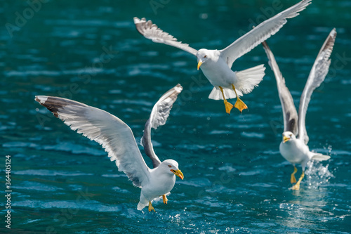 Gull hunting down fish © byrdyak