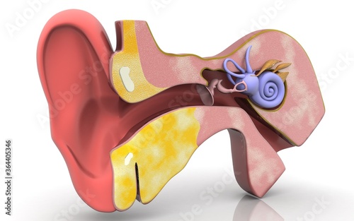 3D cross section of inner ear