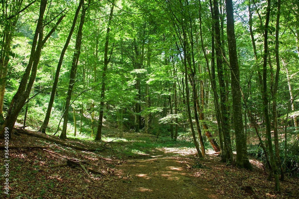 Summer forest. The trail goes along among the trees along the mountainside. Sunny day. Coolness of the forest. Summer forest. The trail goes along among the trees along the mountainside. Sunny day. Coolness of the forest.