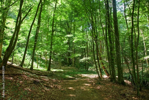 Summer forest. The trail goes along among the trees along the mountainside. Sunny day. Coolness of the forest.