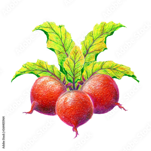 色鉛筆で描いた野菜の赤カブ