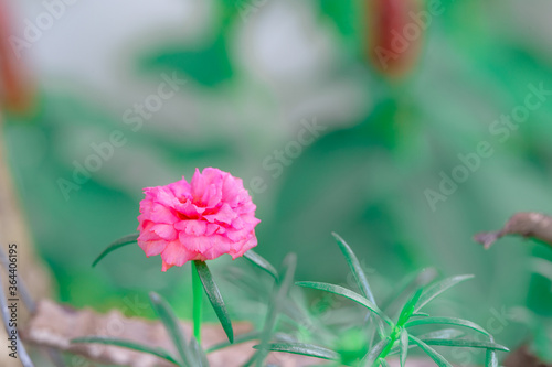 Close -up flowers on the  green tone 