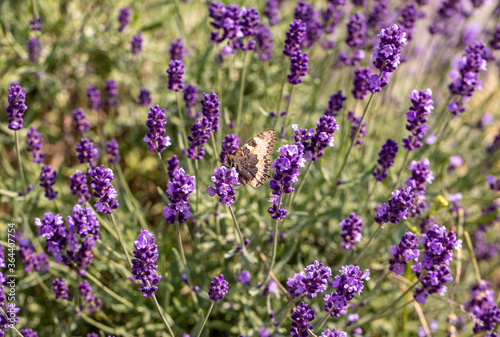Colorful Butterfly on the blooming lavender flowers © wjarek