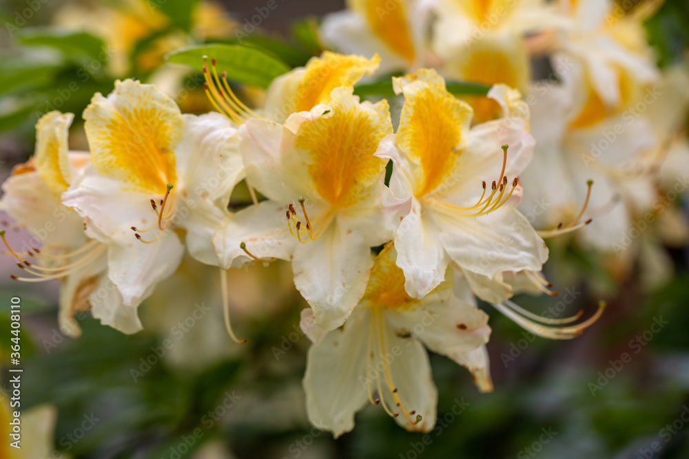 Obraz premium Blooming yellow flowers of Rhodenron. A great decoration for any garden