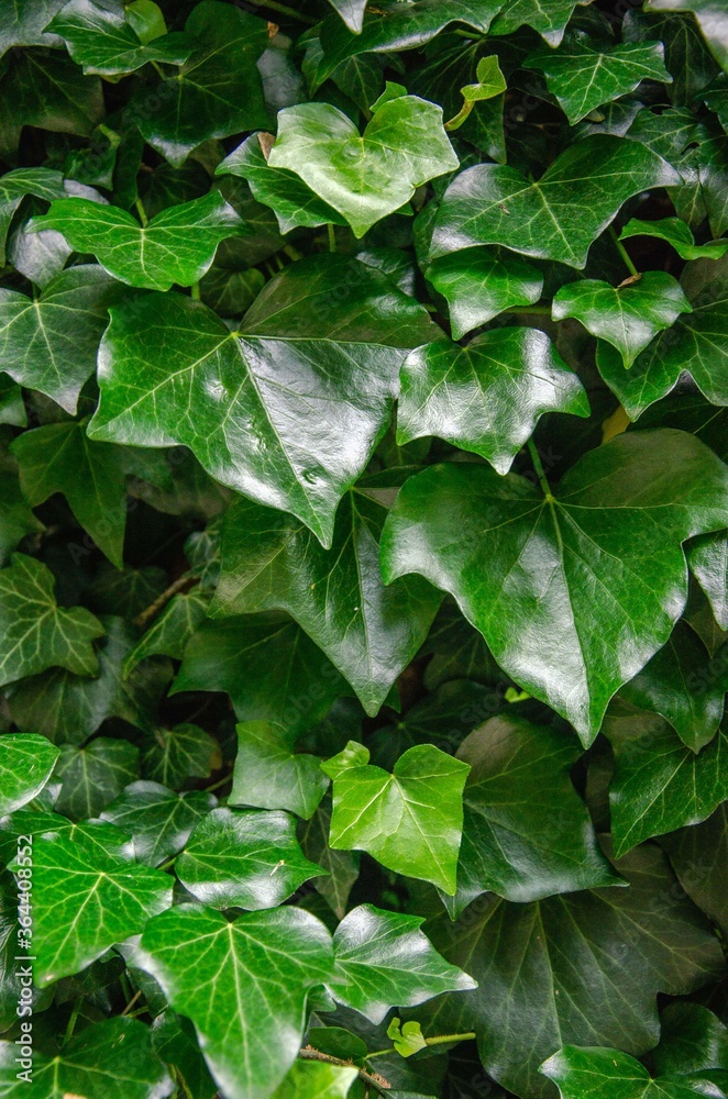 Ivy plant with beautiful green shiny leaves background
Ivy plant with beautiful green shiny leaves background