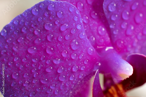 Close up view of beautiful orchid flowers petals in bright purple color.Phalaenopsis orchid macro photography.Blooming Phalaenopsis flower with water drops on petals