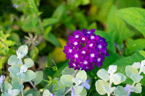 Fotografie Vivid beautiful verbena (hortensis) obsession lilac flowers is blooming at summertime in flowerbed