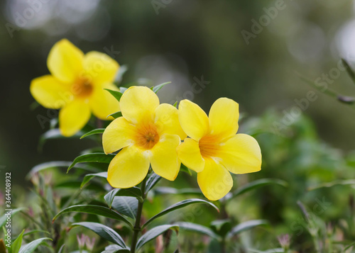 yellow flowers in the garden ©  Mushroom House